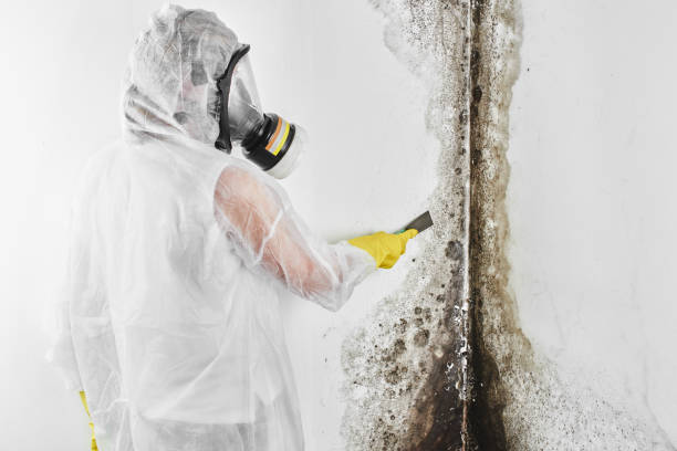 Professional Mold Removal in Wardsville, MO