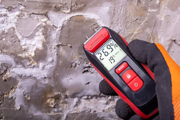 Best Same-Day Mold Removal  in Wardsville, MO