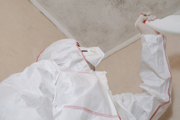 Best Toxic Mold Removal  in Wardsville, MO