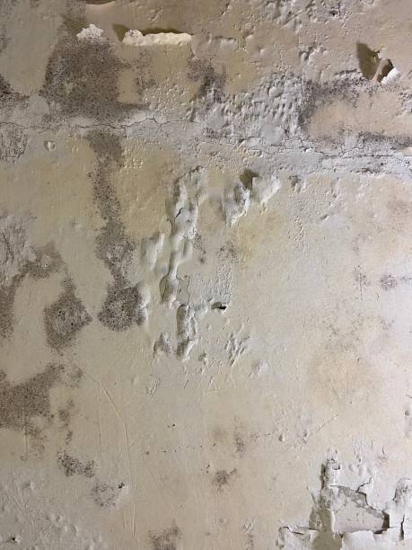 Best Residential Mold Removal  in Wardsville, MO