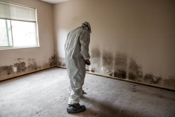 Best Mold Damage Repair  in Wardsville, MO