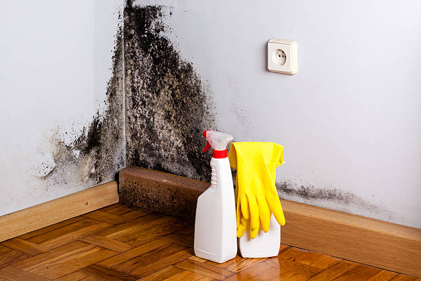 Best Mold Remediation  in Wardsville, MO