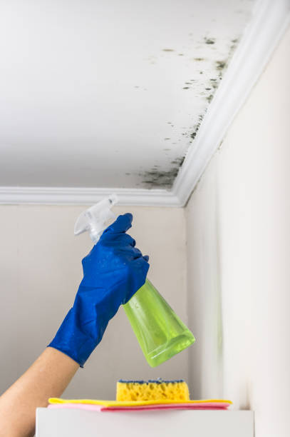 Best Black Mold Removal  in Wardsville, MO