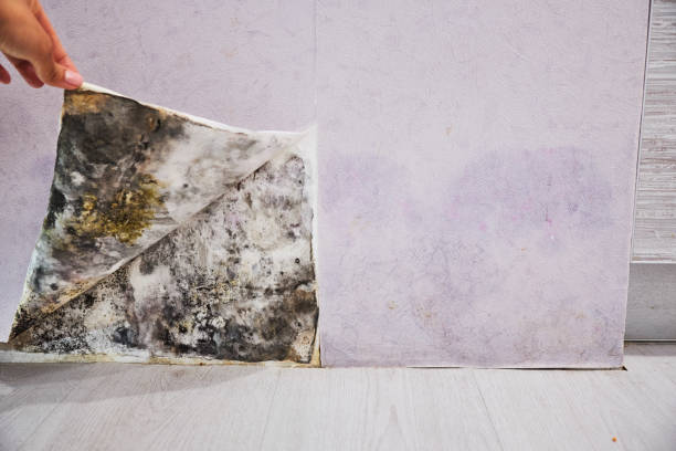 Home Mold Removal in Wardsville, MO